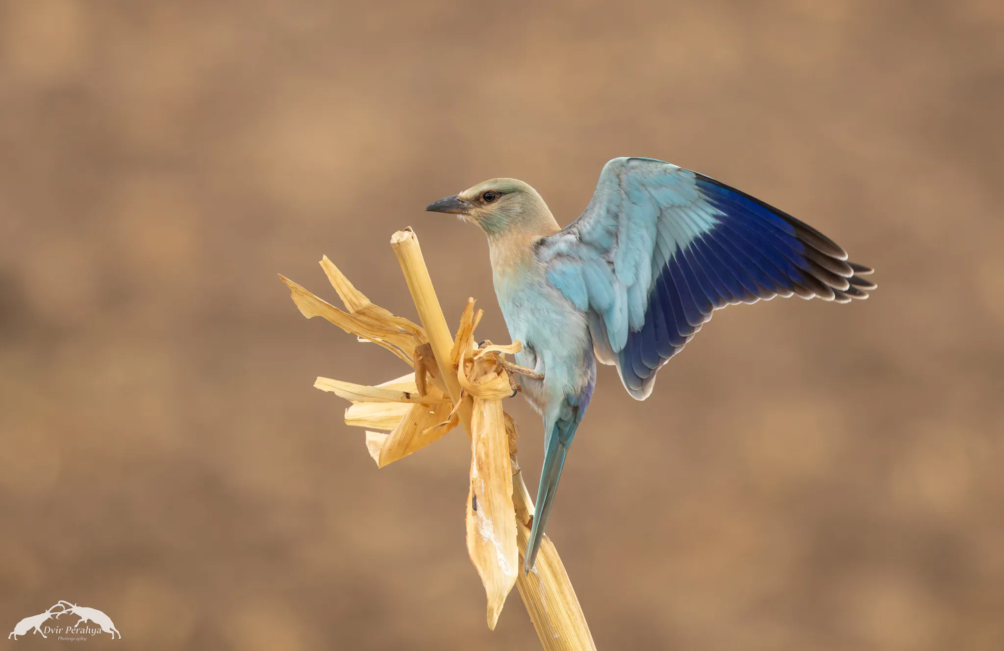 Tel Dor beach at sunset